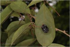 Erycibe paniculata